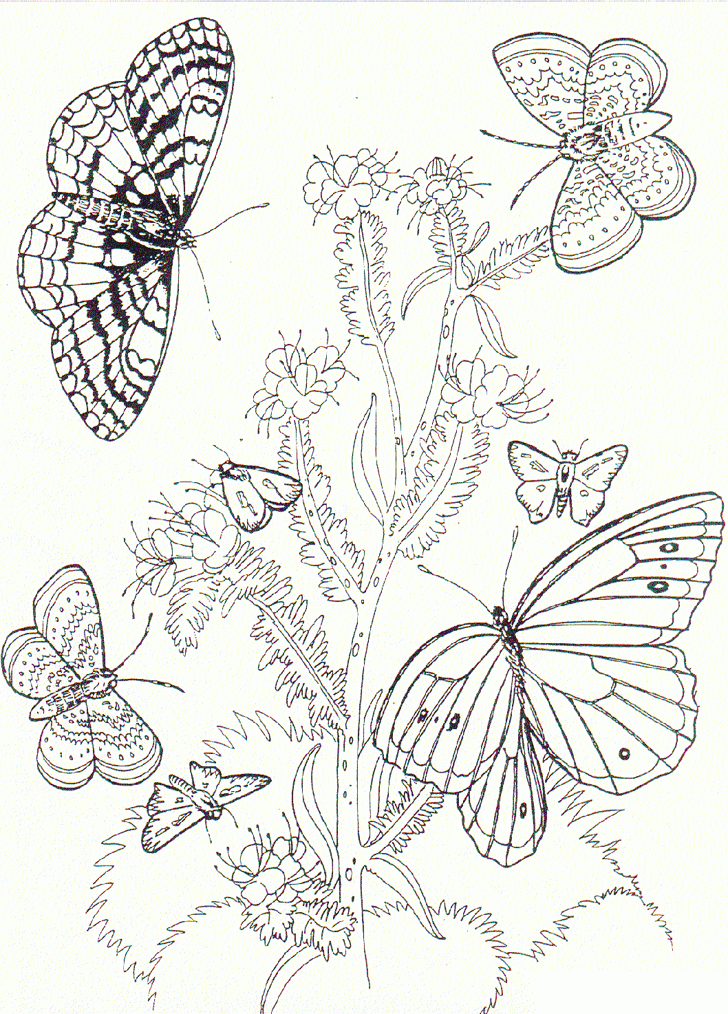 Printable Pictures Of Butterflies On Flowers