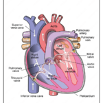 Free Printable Diagram Of The Human Heart