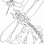 Free Printable Dragonfly Coloring Pages For Kids