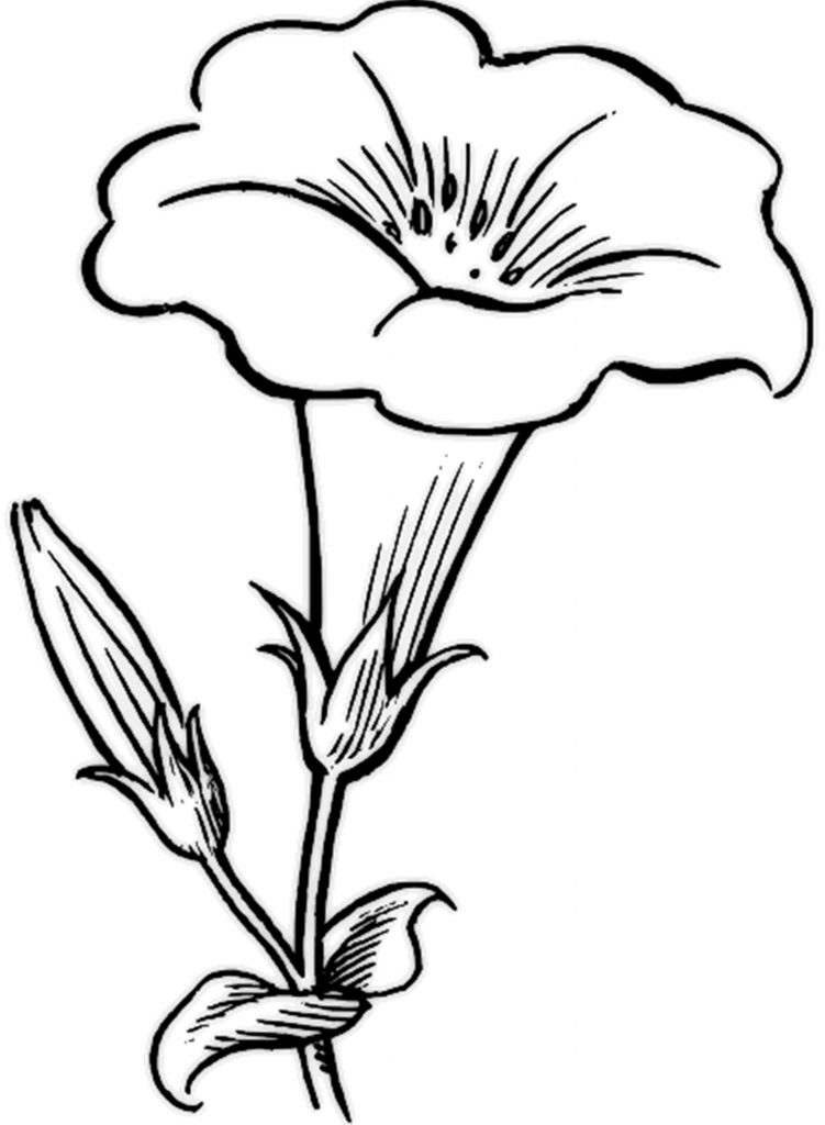 Free Printable Flower Coloring Pages For Kids Best Coloring Pages For 