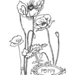 Free Printable Flower Coloring Pages For Kids Best Coloring Pages For