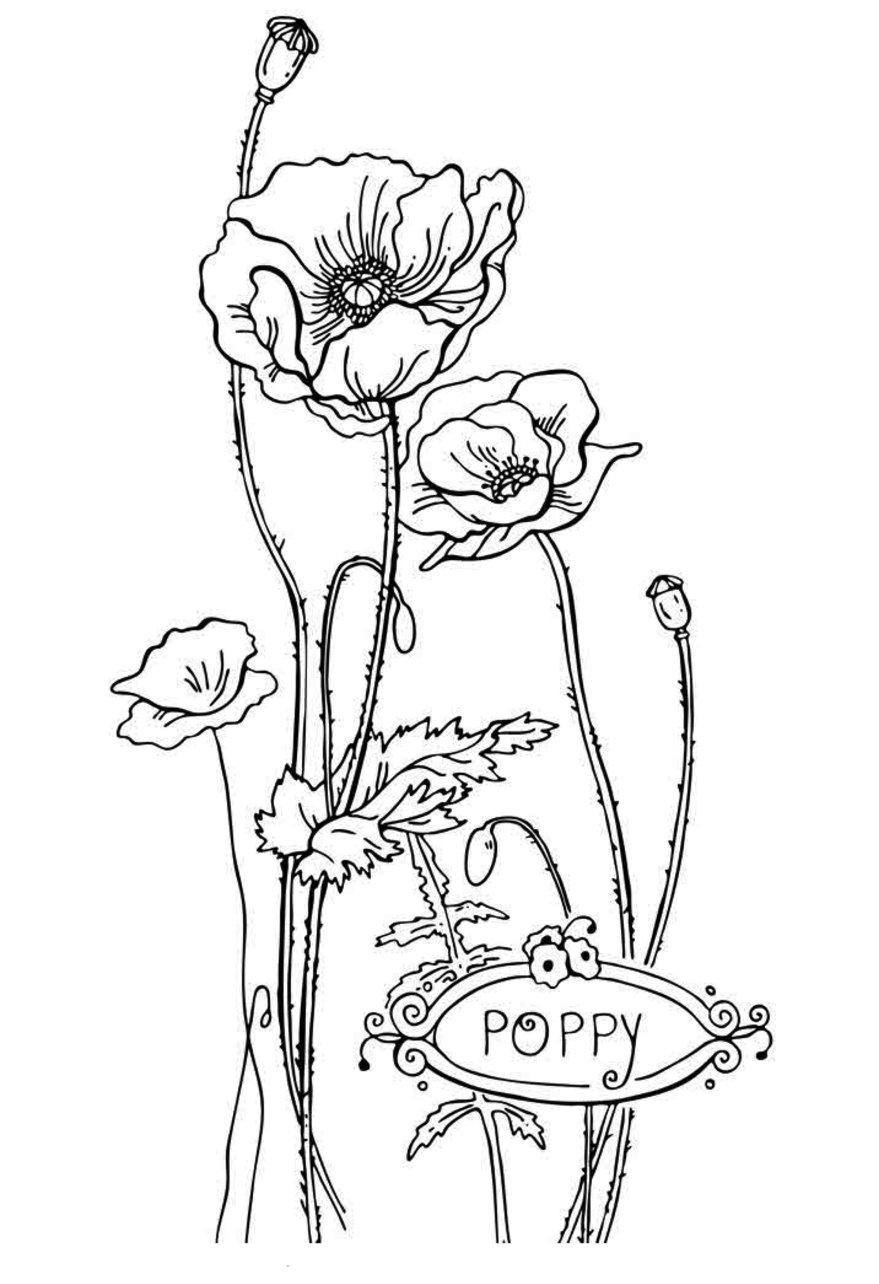 Free Printable Flower Coloring Pages For Kids Best Coloring Pages For 