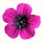 Free Printable Flowers Pictures 20 Free Cliparts Download Images On