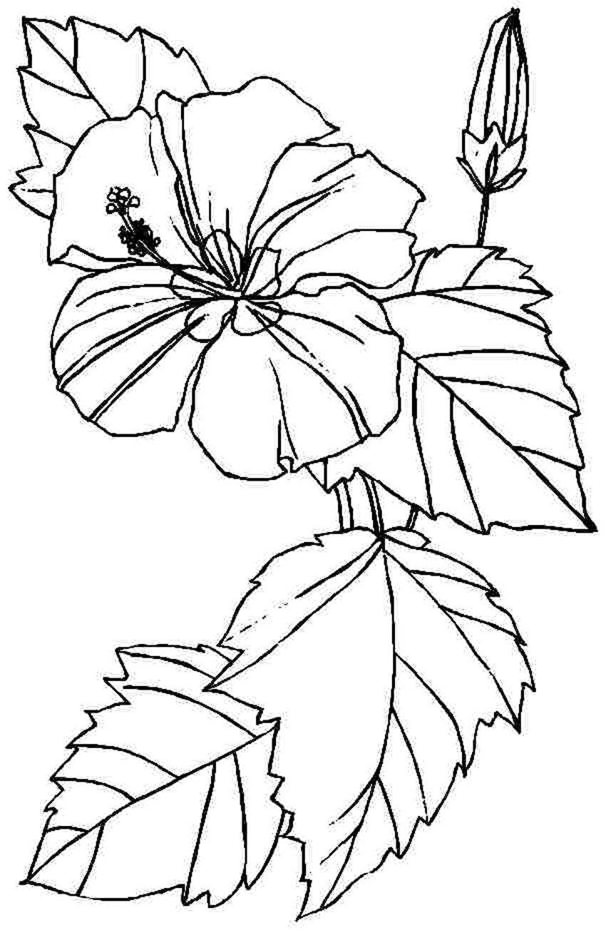 Printable Pictures Of Flowers To Color