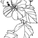 Free Printable Hibiscus Coloring Pages For Kids