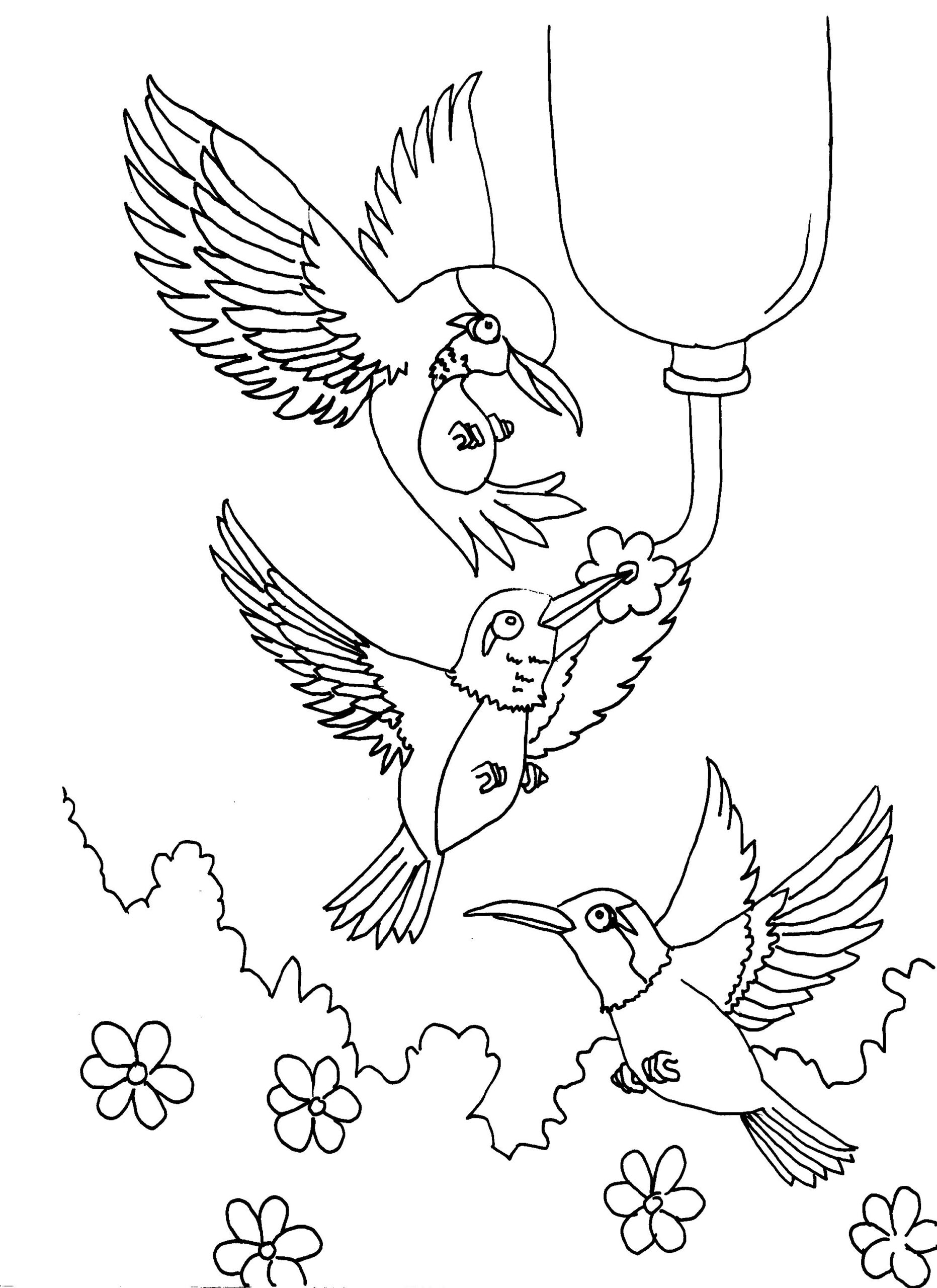 Free Printable Hummingbird Coloring Pages For Kids