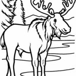 Free Printable Moose Coloring Pages For Kids