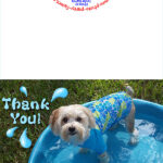 Free Printable Pool Puppy Thank You Card Summer Photo Contest Finalist