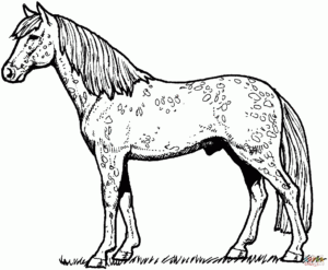 Free Printable Realistic Horse Coloring Pages Coloring Home
