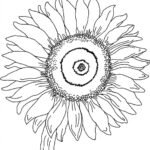 Free Printable Sunflower Coloring Pages For Kids