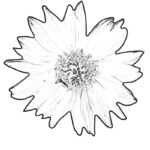 Free Printable Sunflower Coloring Pages For Kids