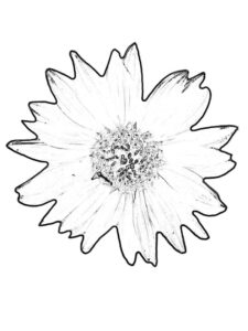 Free Printable Sunflower Coloring Pages For Kids