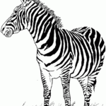 Free Printable Zebra Coloring Pages For Kids