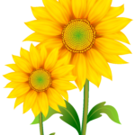 Free Sunflowers Cliparts Download Free Sunflowers Cliparts Png Images