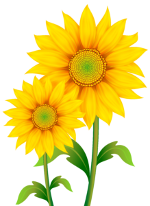 Free Sunflowers Cliparts Download Free Sunflowers Cliparts Png Images