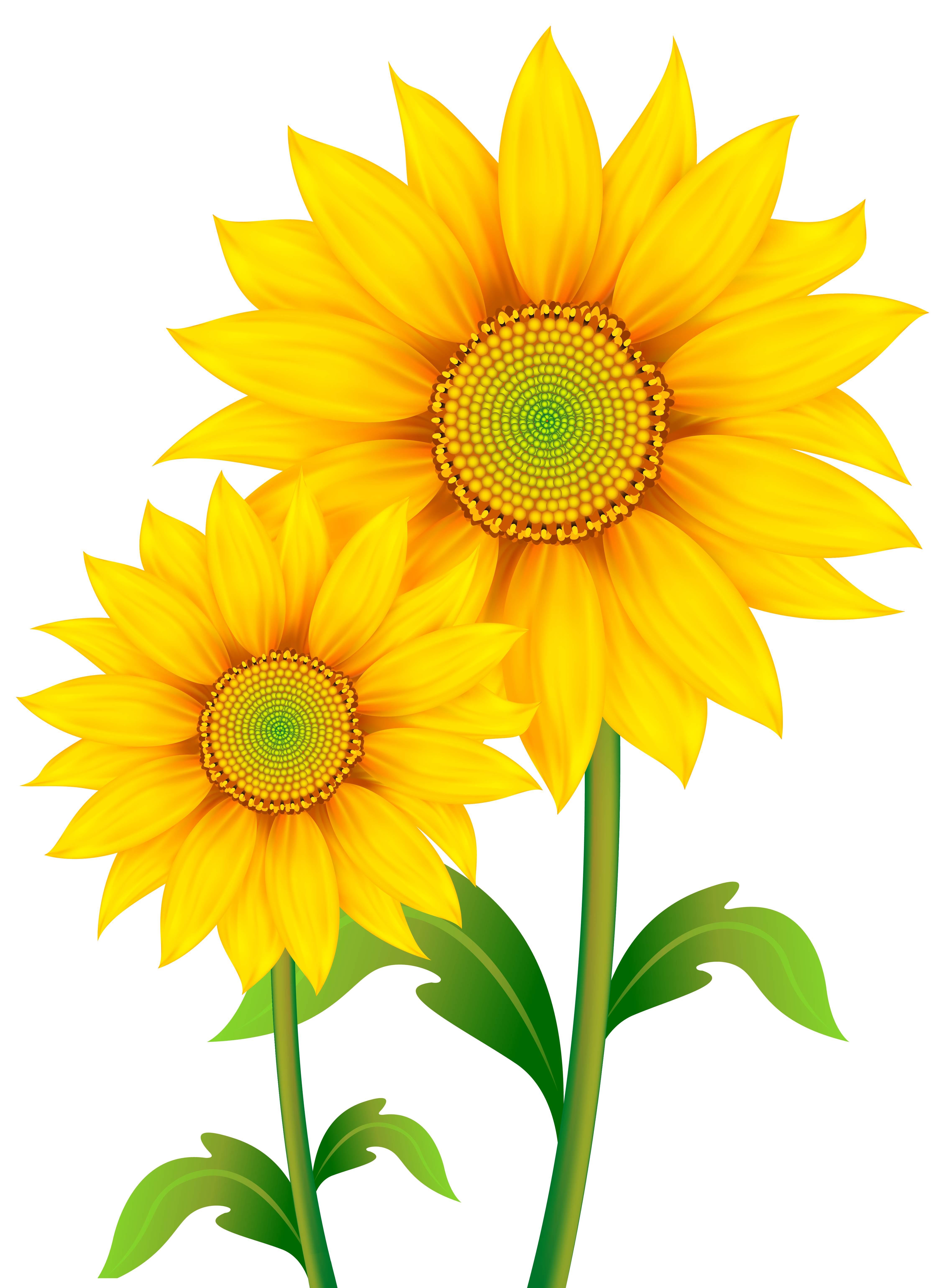 Free Sunflowers Cliparts Download Free Sunflowers Cliparts Png Images 