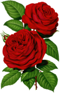 Free Victorian Rose Pictures Download Free Victorian Rose Pictures Png