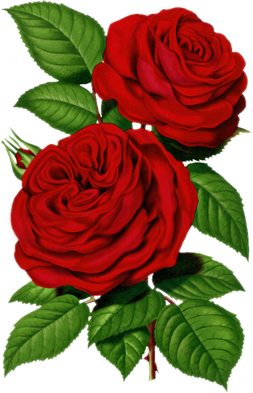 Free Victorian Rose Pictures Download Free Victorian Rose Pictures Png 