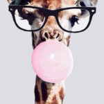 Giraffe Wearing Glasses Blowing Bubble Gum Art Print By ArtbyCPolidano