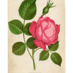 Gorgeous Pink Rose Picture Printable The Graphics Fairy