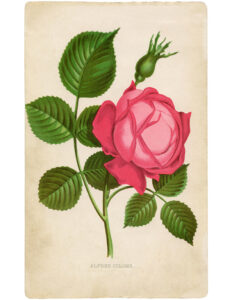 Gorgeous Pink Rose Picture Printable The Graphics Fairy