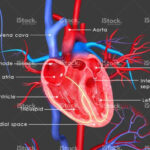 Heart Diagram 15 Free Printable Word Excel EPS PSD Template