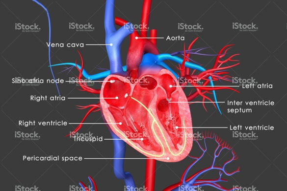 Heart Diagram 15 Free Printable Word Excel EPS PSD Template 