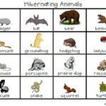 Hibernating Animals List Google Search Hibernating Animals