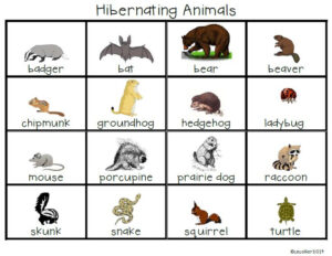 Hibernating Animals List Google Search Hibernating Animals