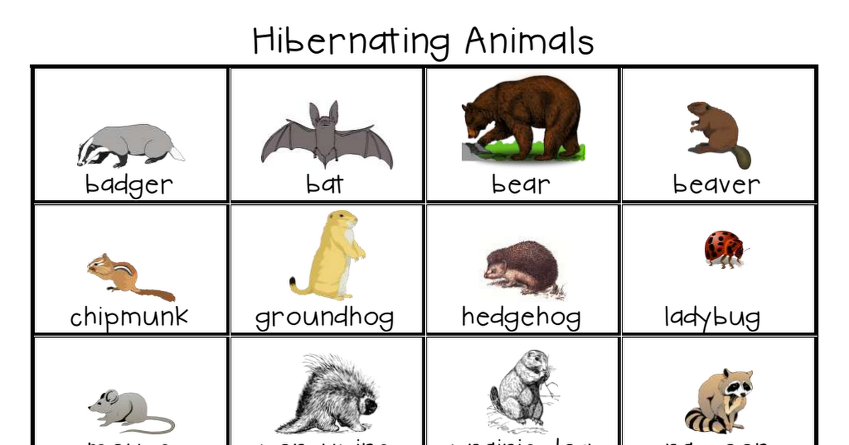 Hibernating Animals Set pdf Animals That Hibernate Hibernation 