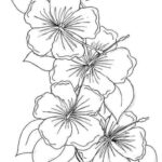 Hibiscus Coloring Page At GetColorings Free Printable Colorings