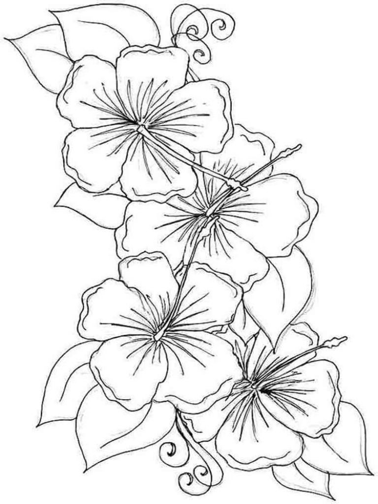 Hibiscus Coloring Page At GetColorings Free Printable Colorings 