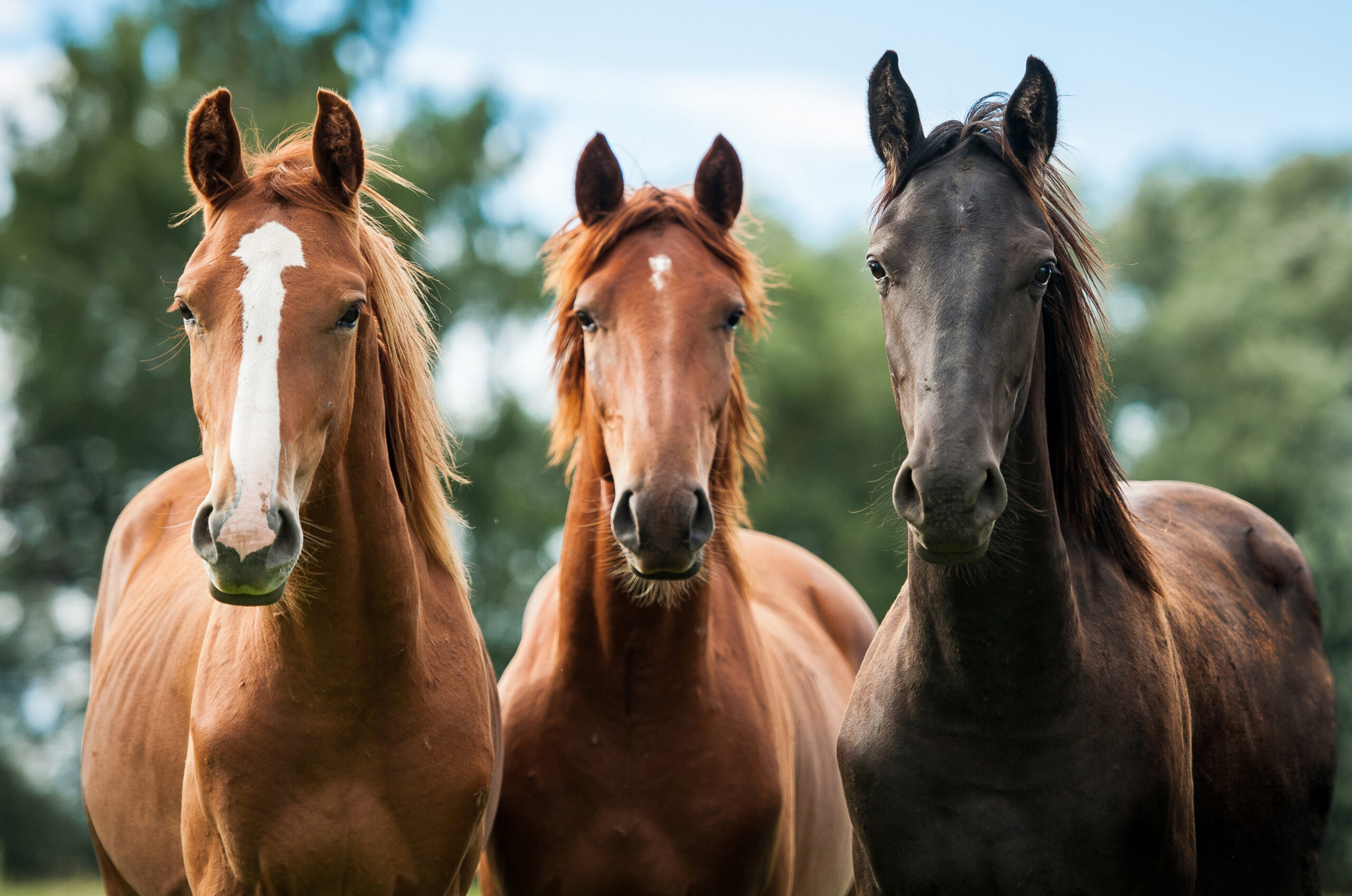 Horses Horse Wallpapers HD Desktop And Mobile Backgrounds