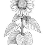 How To Draw A Sunflower Easy Step By Step Drawing Guides Sunflower