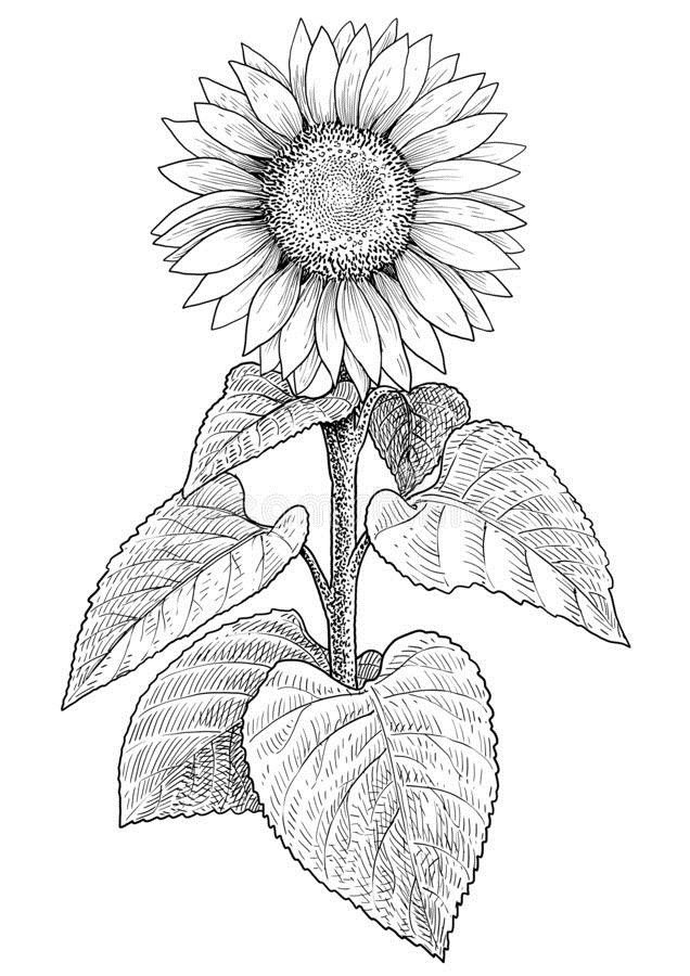 How To Draw A Sunflower Easy Step By Step Drawing Guides Sunflower 