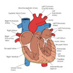 Human Heart Diagram Tim S Printables