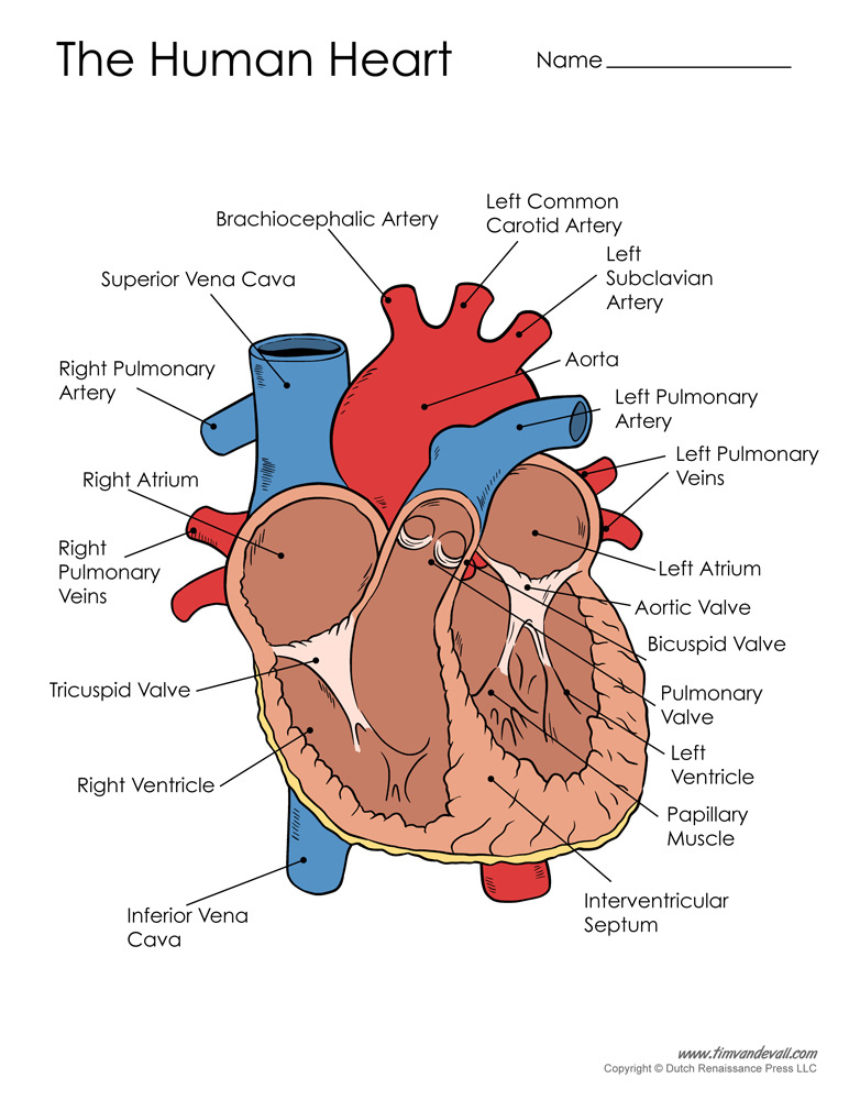 Human Heart Diagram Tim s Printables