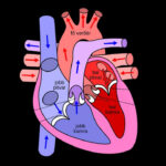 Human Heart Pictures With Labels Best Of File Diagram Of The Human