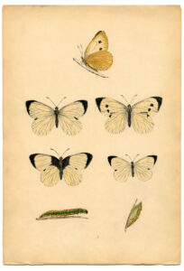 Instant Art Printable White Butterflies The Graphics Fairy