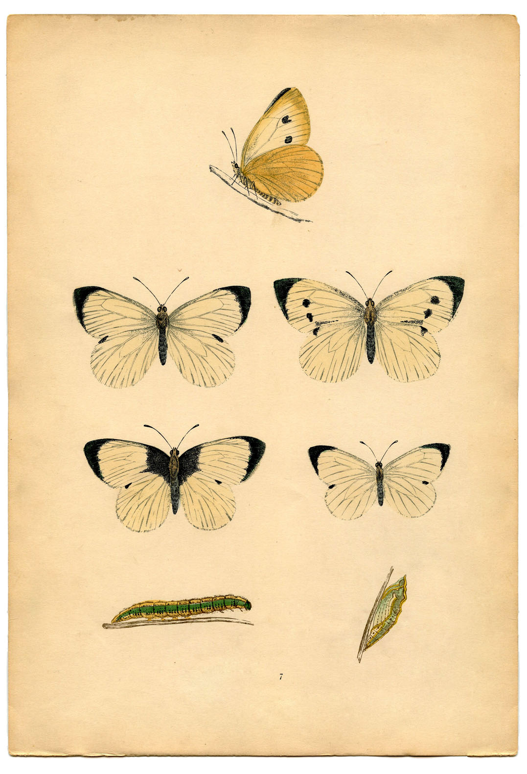 Printable Pictures Of Butterflies