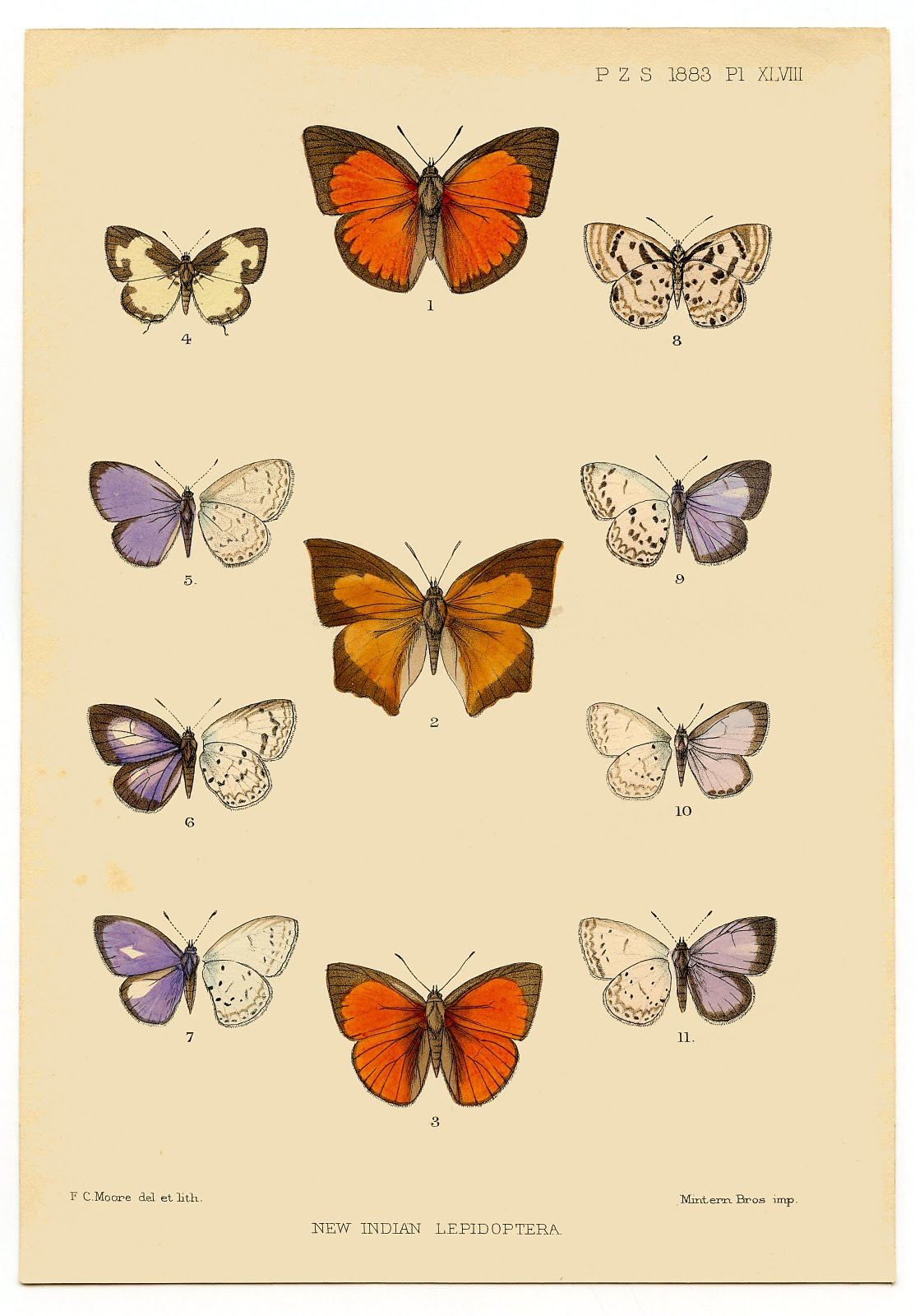 Picture Of Butterfly To Print