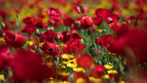 Israeli Startup Cnature Captures Spring Flowers In App The Times Of