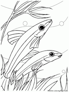 Jumping Fish Coloring Pages Coloring Home