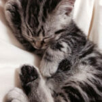 Just 26 Kittens Sleeping Real Weird In 2020 Silver Tabby Kitten