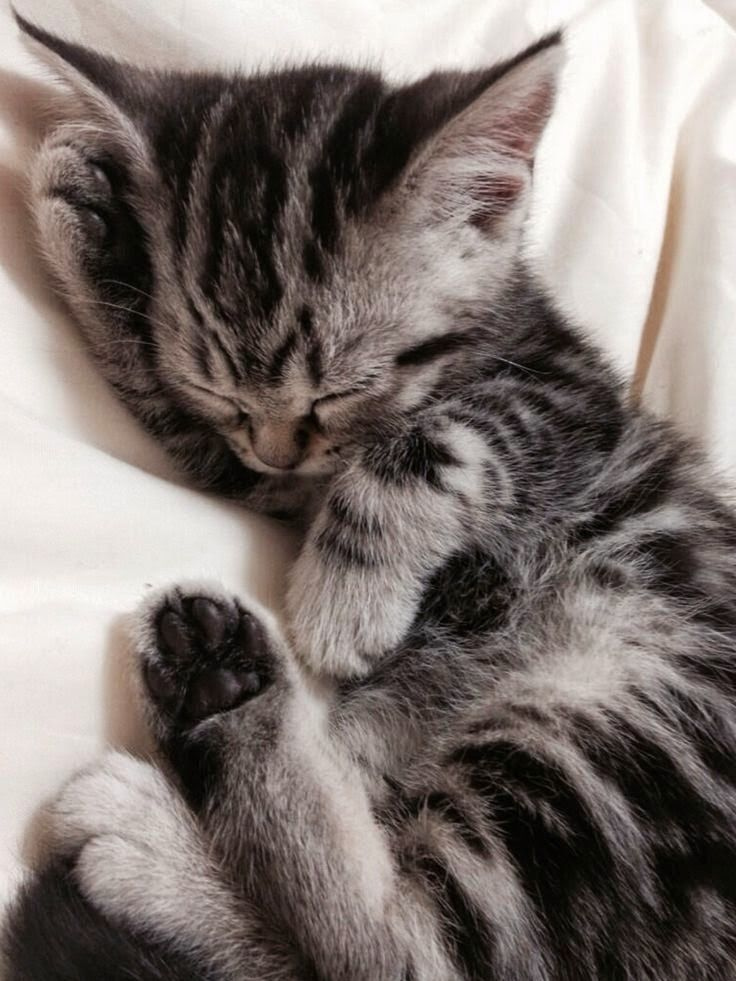 Just 26 Kittens Sleeping Real Weird In 2020 Silver Tabby Kitten 