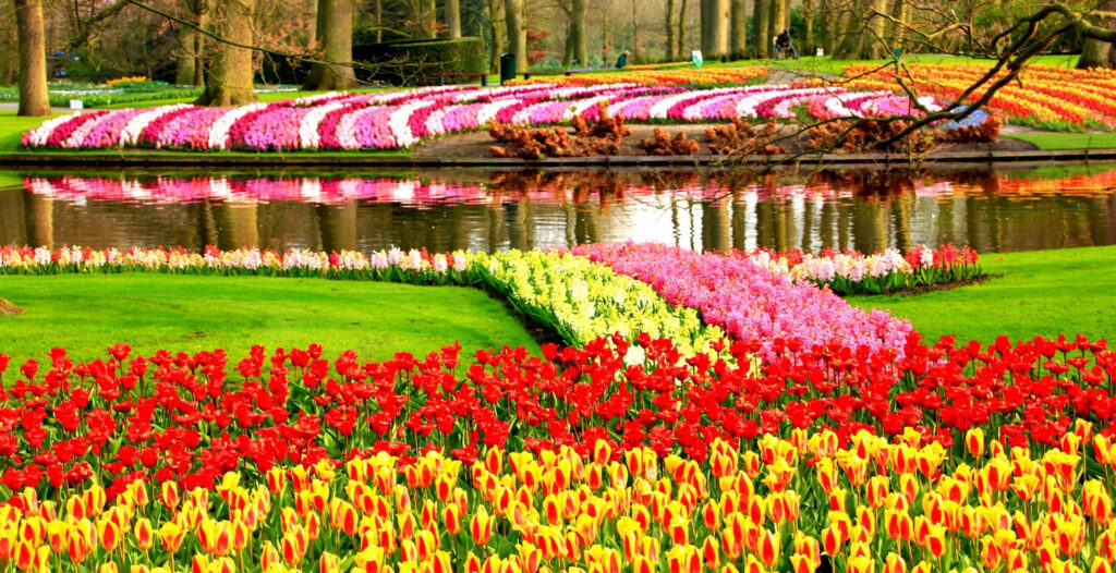 Keukenhof Flower Garden In Lisse City Netherland Wallpaper HD ...