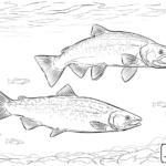 King Salmon Drawing At GetDrawings Free Download