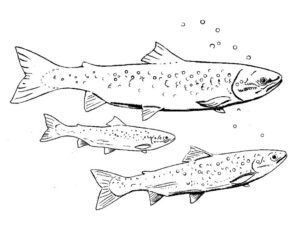 King Salmon Drawing At GetDrawings Free Download