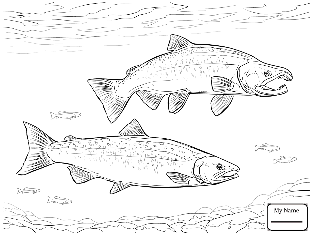 King Salmon Drawing At GetDrawings Free Download