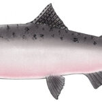 King Salmon Drawing At GetDrawings Free Download